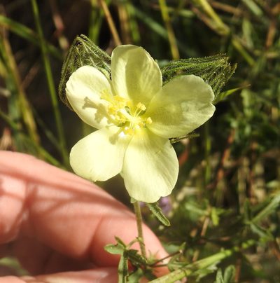 Pavonia transvaalensis, photographed by Matthew Fainman