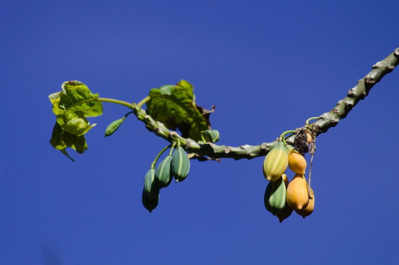 Vasconcellea quercifolia, photographed by Fernando Sessegolo