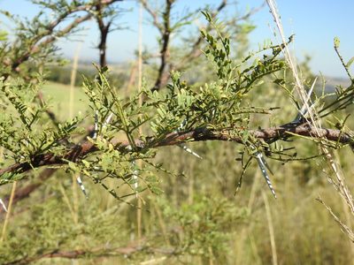 Vachellia robusta, photographed by Matthew Fainman