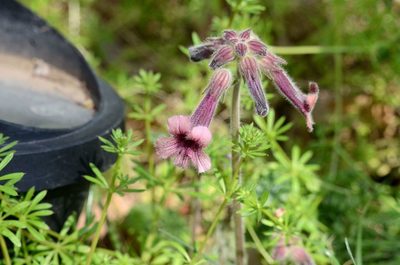 Rehmannia glutinosa, photographed by Zinogre
