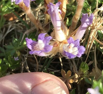 Orobanche ramosa, photographed by Northcut