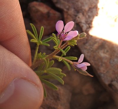 Cleome rubella, photographed by Matthew Fainman