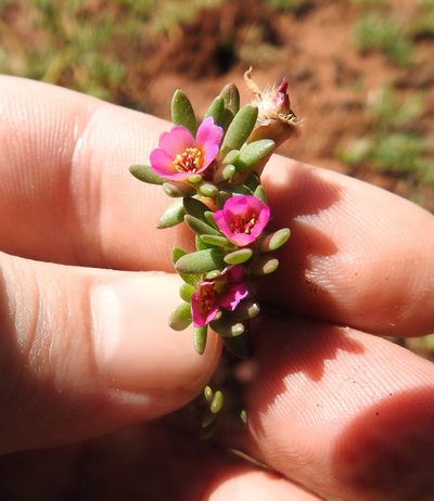 Portulaca obtusa, photographed by Matthew Fainman
