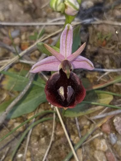 Ophrys ferrum-equinum, photographed by Marina Nioti