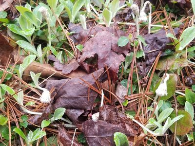 Antennaria solitaria, photographed by Anthony A Simmons