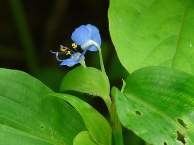 Commelina forskaolii, photographed by Dinesh Valke
