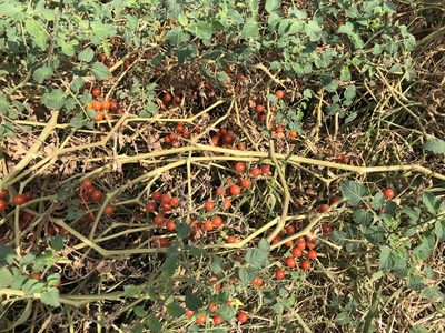 Solanum pimpinellifolium, photographed by Antonio W. Salas