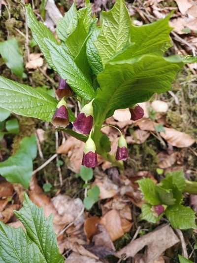 Scopolia carniolica, photographed by Ljaž