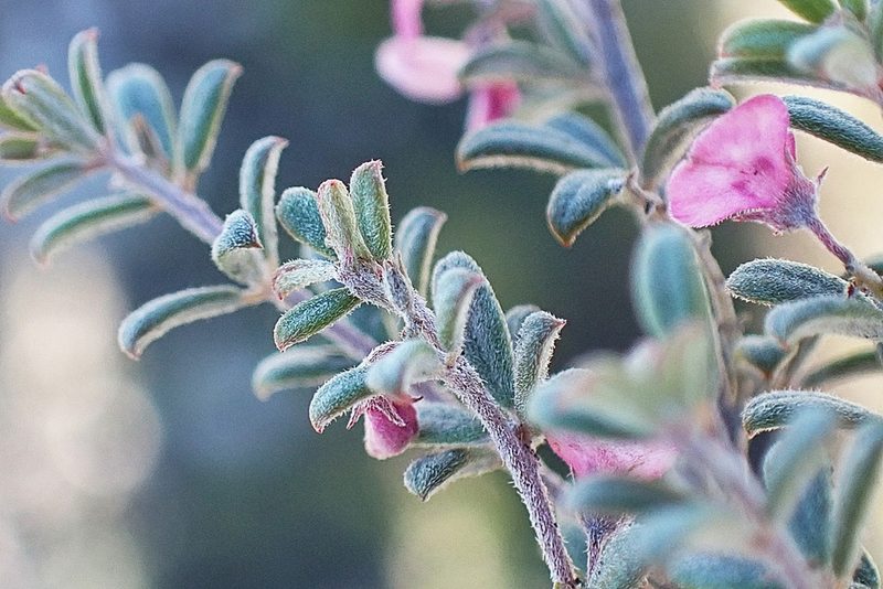Indigofera outrampsii, photographed by Di Turner