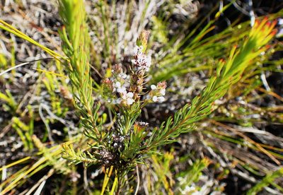 Spatalla barbigera, photographed by Di Turner