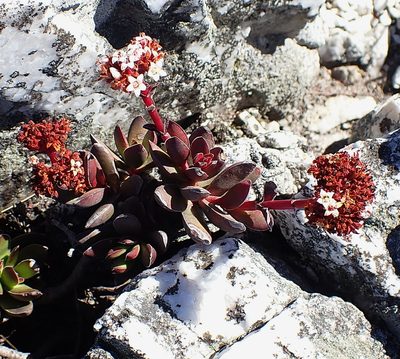 Crassula rubricaulis, photographed by Di Turner
