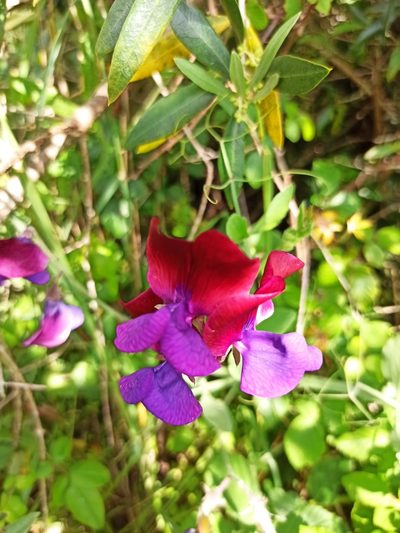 Lathyrus odoratus, photographed by Daniel Franco