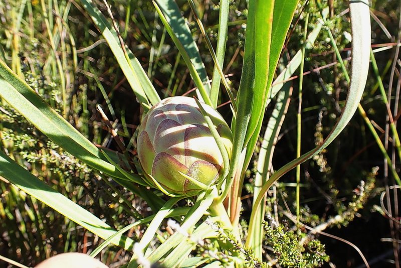Protea tenax, photographed by Di Turner