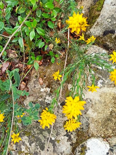 Genista tournefortii, photographed by Daniel Franco
