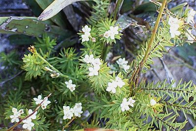 Lachnaea burchellii, photographed by Di Turner