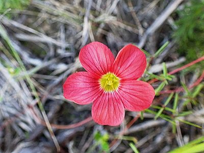 Oxalis pendulifolia, photographed by Di Turner