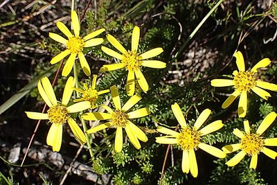 Senecio pinifolius, photographed by Di Turner