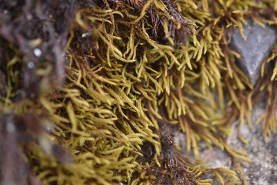 Philonotis capillaris, photographed by Braden J. Judson