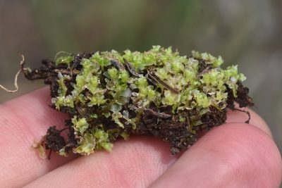 Fossombronia longiseta, photographed by Braden J. Judson