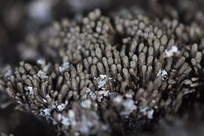 Gymnomitrion obtusum, photographed by Braden J. Judson