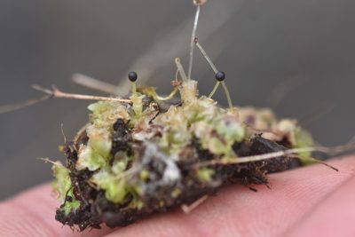 Fossombronia longiseta, photographed by Braden J. Judson