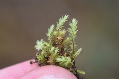 Pohlia cruda, photographed by Braden J. Judson