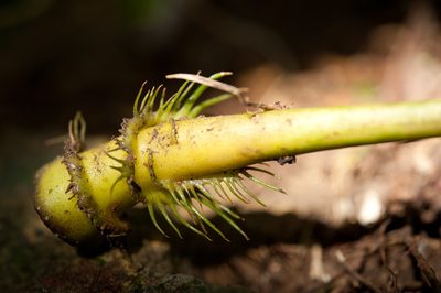 Osmoxylon pectinatum, photographed by Cheng-Tao Lin