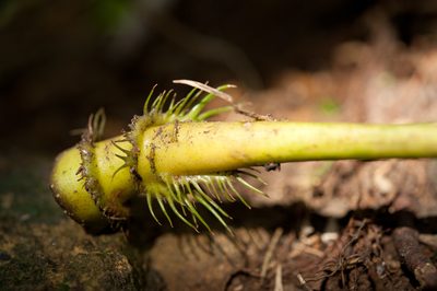 Osmoxylon pectinatum, photographed by Cheng-Tao Lin
