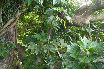 Osmoxylon pectinatum, photographed by Cheng-Tao Lin