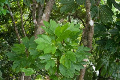 Osmoxylon pectinatum, photographed by Cheng-Tao Lin