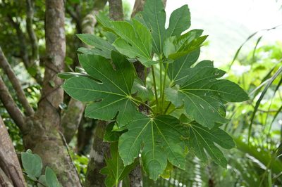 Osmoxylon pectinatum, photographed by Cheng-Tao Lin
