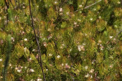 Serruria inconspicua, photographed by Tony Rebelo