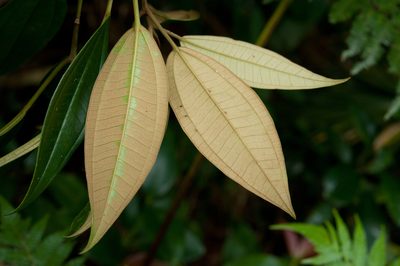 Astronia ferruginea, photographed by Cheng-Tao Lin