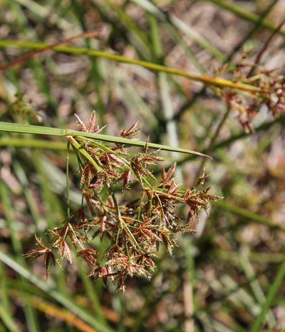 Cyperus denudatus, photographed by Tony Rebelo