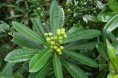 Excoecaria kawakamii, photographed by Cheng-Tao Lin