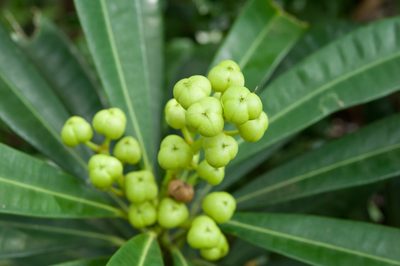 Excoecaria kawakamii, photographed by Cheng-Tao Lin