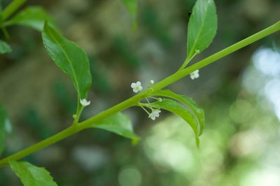Ilex kusanoi, photographed by Cheng-Tao Lin