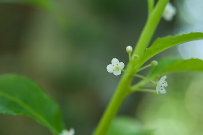 Ilex kusanoi, photographed by Cheng-Tao Lin