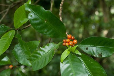 Psychotria cephalophora, photographed by Cheng-Tao Lin