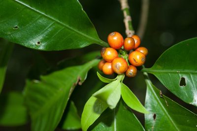 Psychotria cephalophora, photographed by Cheng-Tao Lin