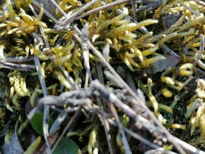 Homalothecium lutescens, photographed by tetyanakuchma
