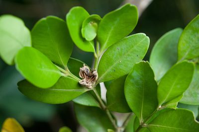 Buxus liukiuensis, photographed by Cheng-Tao Lin
