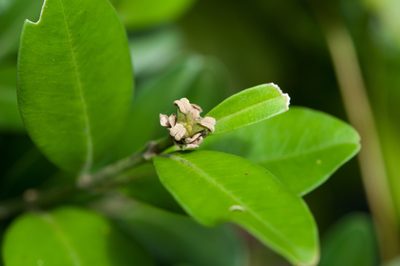 Buxus liukiuensis, photographed by Cheng-Tao Lin