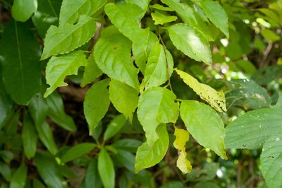 Ilex kusanoi, photographed by Cheng-Tao Lin