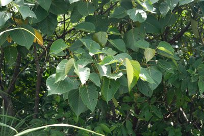 Macaranga sinensis, photographed by Cheng-Tao Lin