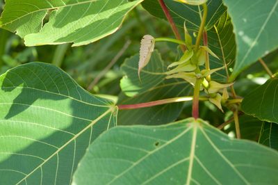 Macaranga sinensis, photographed by Cheng-Tao Lin