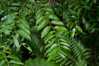 Diospyros kotoensis, photographed by Cheng-Tao Lin