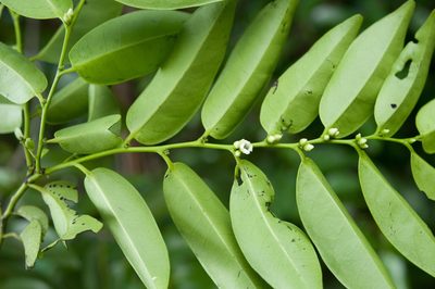 Diospyros kotoensis, photographed by Cheng-Tao Lin