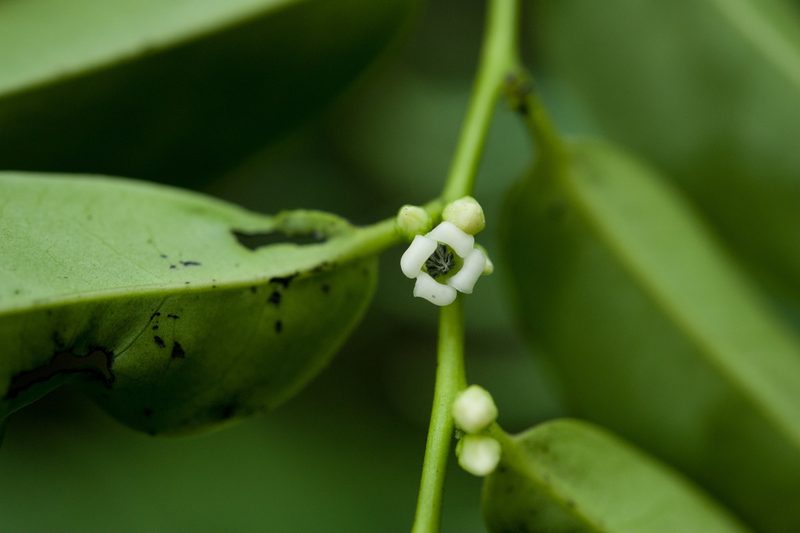 Diospyros kotoensis, photographed by Cheng-Tao Lin