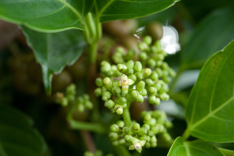 Leea philippinensis, photographed by Cheng-Tao Lin